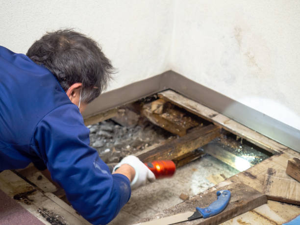 Best Attic Mold Removal  in Catawissa, PA