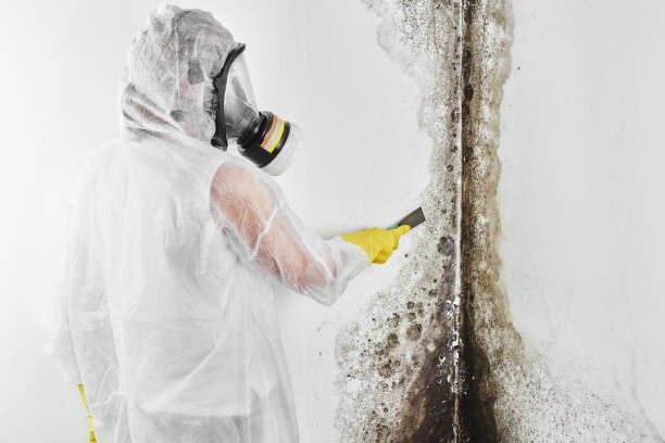 Best Toxic Mold Removal  in Catawissa, PA