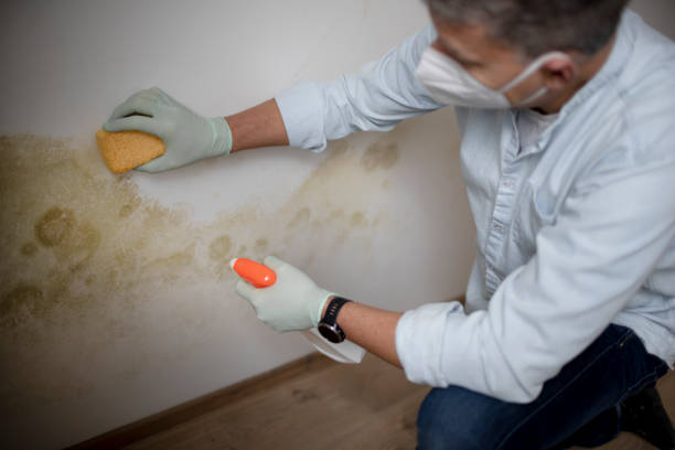 Best Mold Cleaning Services  in Catawissa, PA