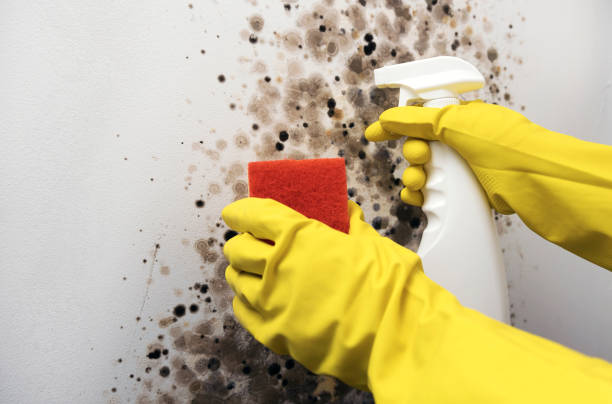 Best Toxic Mold Removal  in Catawissa, PA