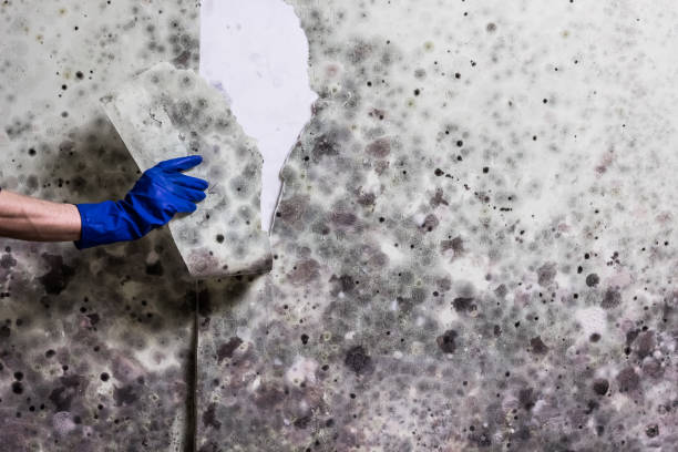 Best Crawl Space Mold Removal  in Catawissa, PA